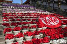 �L�b�g�J�b�g�ԉ�L