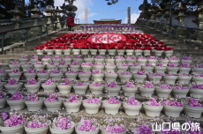 �L�b�g�J�b�g�ԉ�L