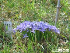 西浦エヒメアヤメ