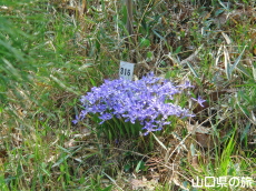 西浦エヒメアヤメ