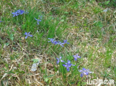 西浦エヒメアヤメ