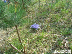 西浦エヒメアヤメ