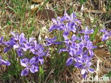 ���Y�G�q���A����