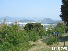 西浦エヒメアヤメ自生南限地帯