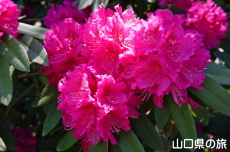 �F�������{�̂��Ⴍ�Ȃ�2018