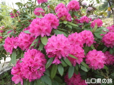 �F�������{�̂��Ⴍ�Ȃ�2014