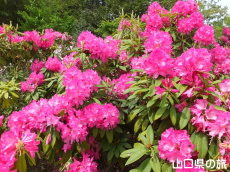 �F�������{�̂��Ⴍ�Ȃ�2014