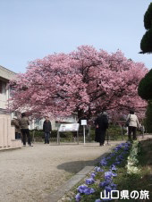 向島小学校の蓬莱桜
