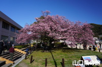 向島小学校の蓬莱桜