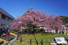 �������w�Z�̖H����