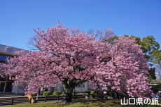 �������w�Z�̖H����