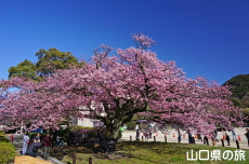 �������w�Z�̖H����