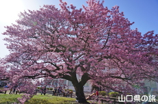 �������w�Z�̖H����