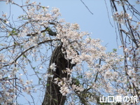 滝部の枝垂桜