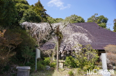 滝部の枝垂桜