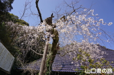 �ꕔ�̃V�_���U�N��