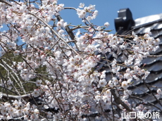 滝部のシダレザクラ