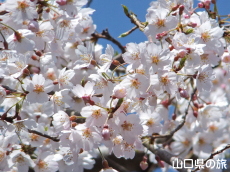 滝部のシダレザクラ