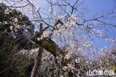 �ꕔ�̃V�_���U�N��