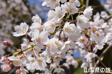 �ꕔ�̃V�_���U�N��