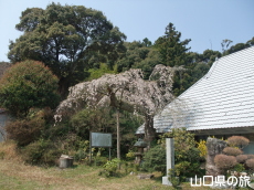 �ꕔ�̎}����