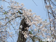 �ꕔ�̎}����