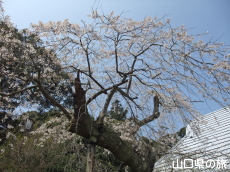 滝部の枝垂桜