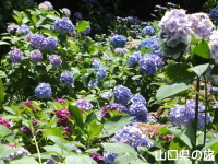 恩徳寺の紫陽花