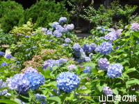 恩徳寺の紫陽花