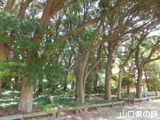阿川八幡宮のイヌマキ巨樹群