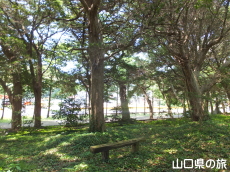 阿川八幡宮のイヌマキ巨樹群