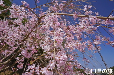 ���c�Ɖ��~�Ղ̑��