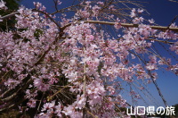 村田家屋敷跡の滝桜