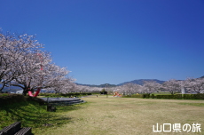 桜づつみ公園