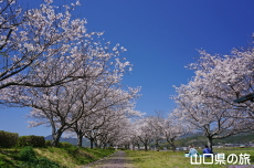 桜づつみ公園