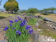 ���Â݌����̃A����