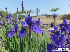 桜づつみ公園のアヤメ