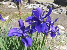 桜づつみ公園のアヤメ