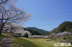 ���_���Ȃ��ݍL��̍�