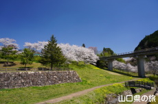 明神原なごみ広場の桜