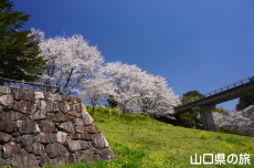 明神原なごみ広場の桜