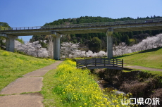 明神原なごみ広場の桜と菜の花
