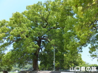 川下のクスノキ巨樹群及びムクノキ巨樹