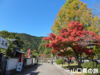 吉香公園の紅葉