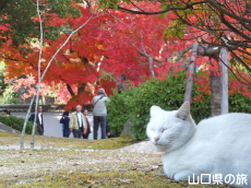 紅葉谷公園のにゃ〜さん