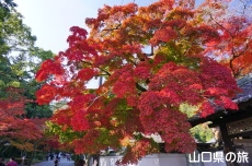 紅葉谷公園の紅葉
