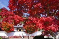 紅葉谷公園の紅葉