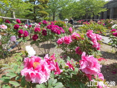 吉香牡丹園