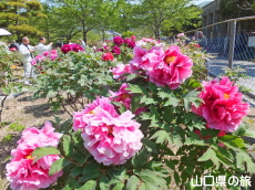�g�����O��
