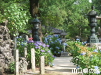 吉香公園の紫陽花